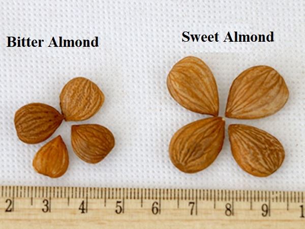 Almond Almond