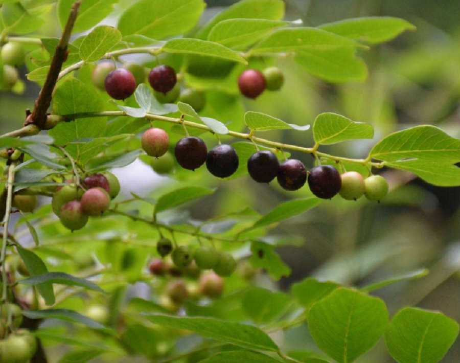 Phyllanthus Extract 1