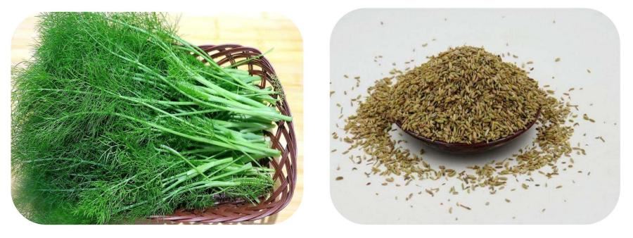 Foeniculum VuLgare Extract Foeniculum VuLgare Extract
