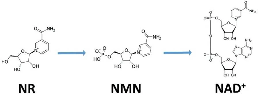product-900-335 Beta Nicotinamide Mononucleotide