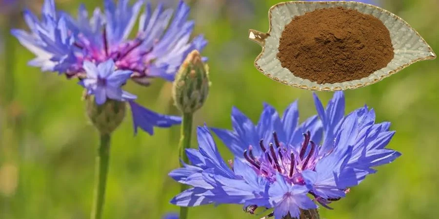 Cornflower Extract
