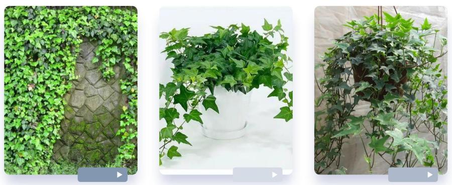 Hedera Helix Extract, Ivy Leaf Extract Hedera Helix Extract, Ivy Leaf Extract