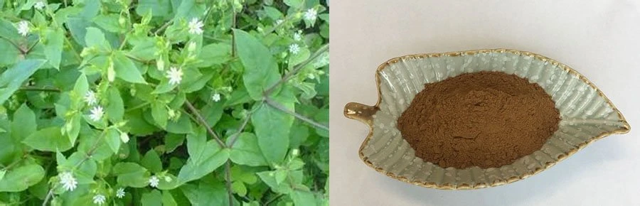 Wholesale Chickweed Extract