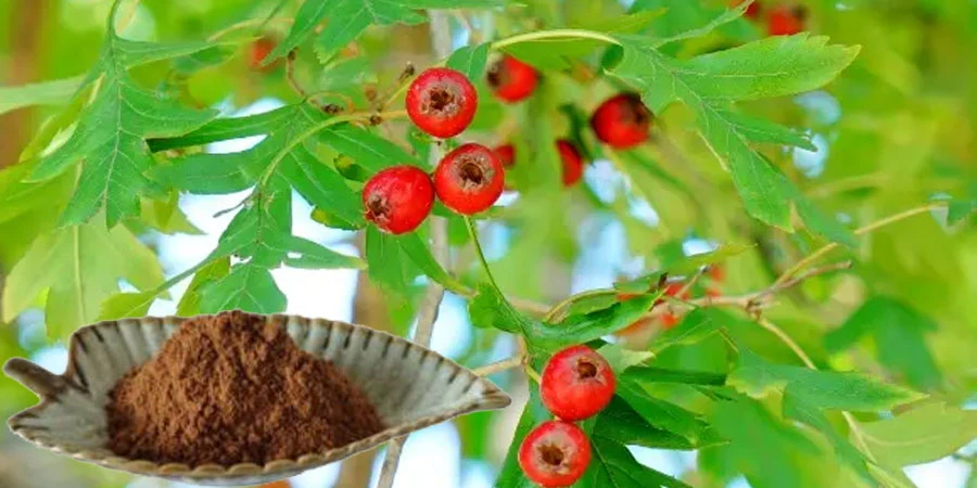 Buy Hawthorn Leaf Extract Powder