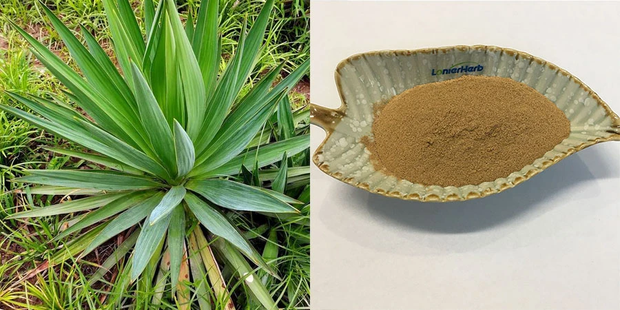 Yucca Extract Powder manufacturers