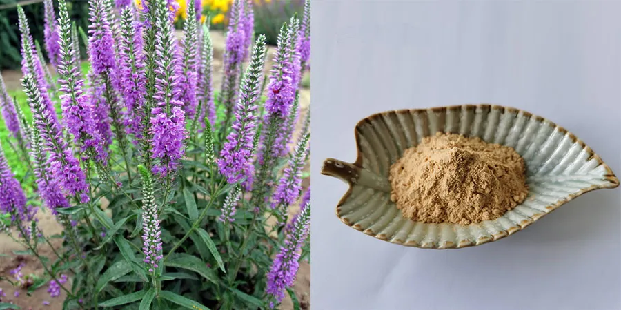 Wholesale Sage Extract Powder Wholesale Sage Extract Powder