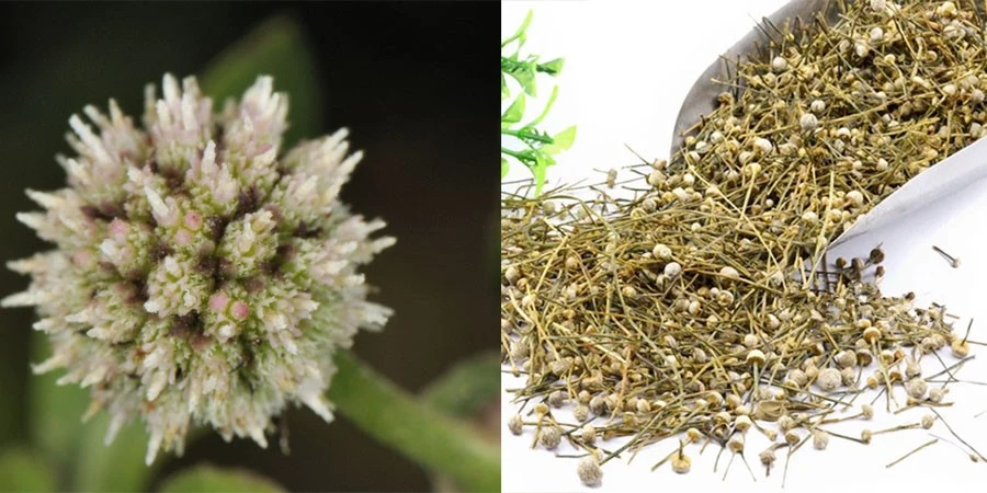 Sphaeranthus indicus flower head extract Sphaeranthus indicus flower head extract