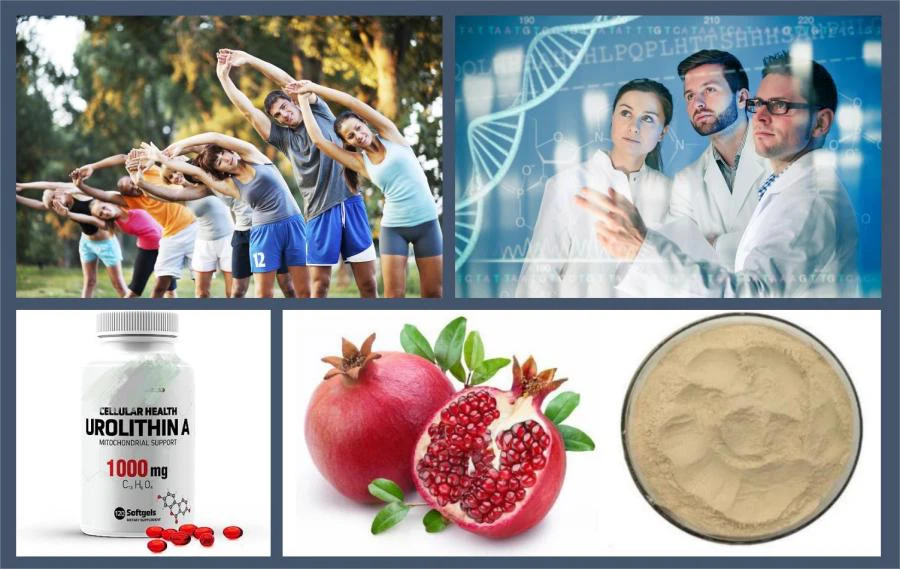 Urolithin A Powder UA Urolithin A Powder UA