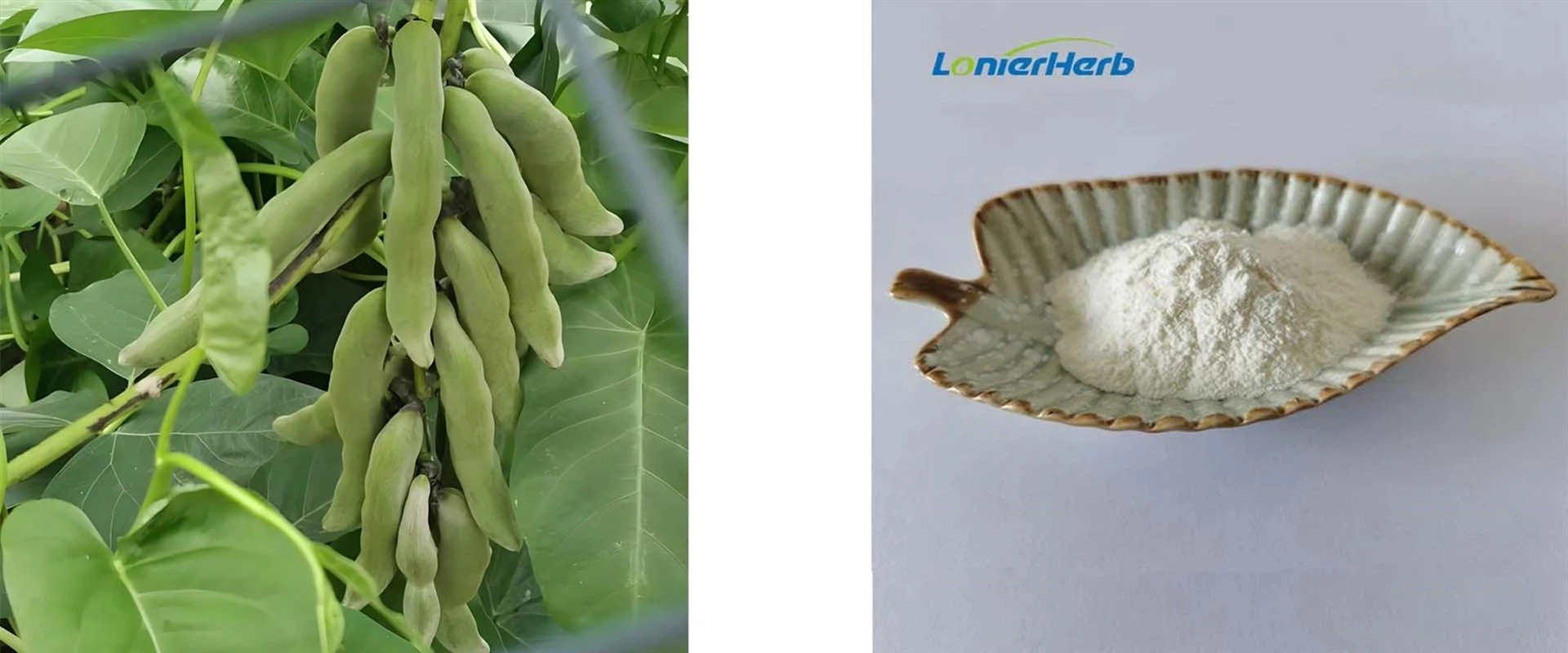 Mucuna Pruriens L-Dopa Mucuna Pruriens L-Dopa