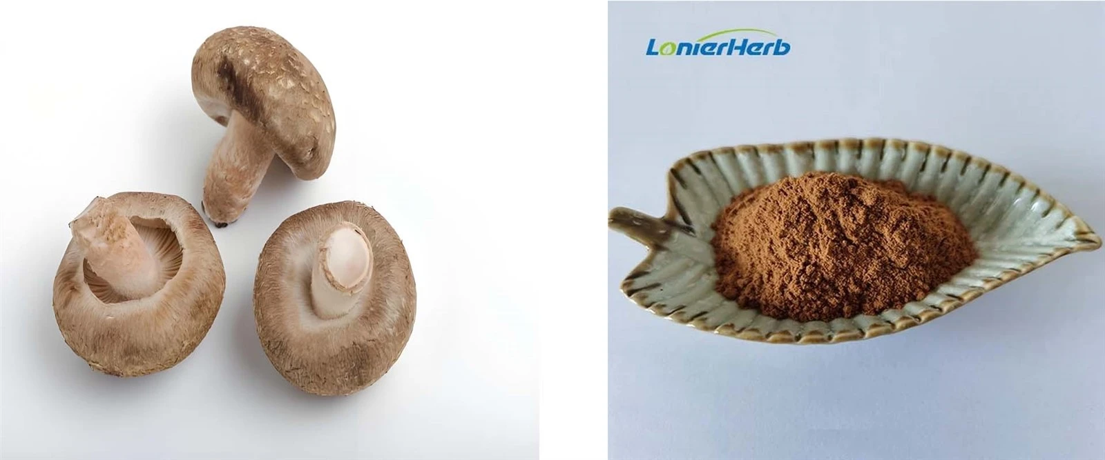 Shiitake Mushroom Extract Powder Shiitake Mushroom Extract Powder